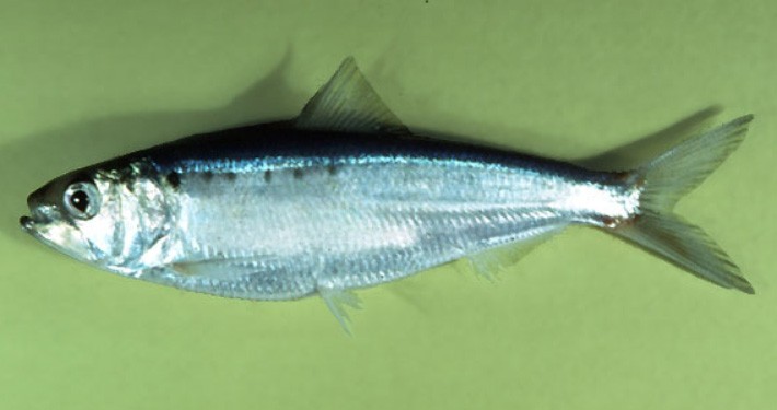 زالون – شاه ماهی -- شگ ماهی شکم بزرگ(710375)