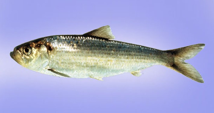شگ ‌ماهی گرگانی استرآبادی(710375)