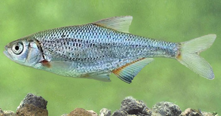 كولي هريرود ، ماهی مرواریدی(710375)