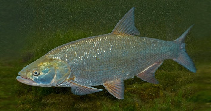 ماش ماهی (آسپیوس)(710375)