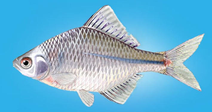 ماهی مخرج لوله ای ، گرچاک اروپایی(710375)
