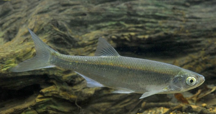 ماهی مروارید ، کولی(710375)