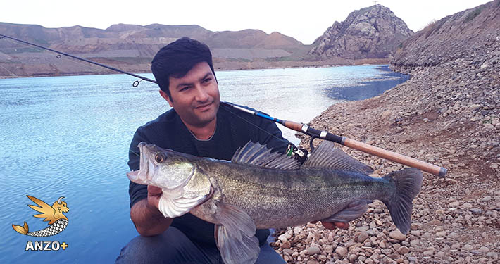 ماهی سوف صید شده توسط مسعود تقی پور