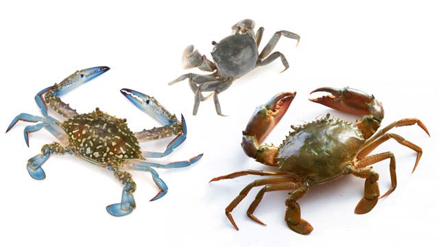 خرچنگها: Crabs