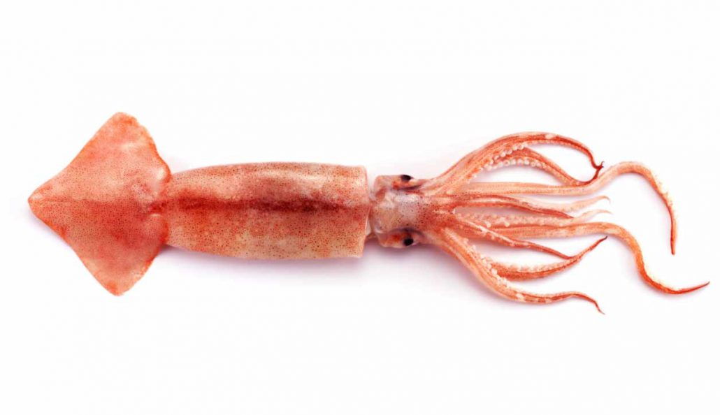 ماهی های مرکب(اسکوئید): Squid)) 